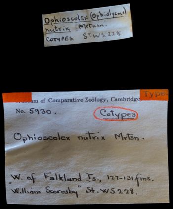 Media type: image;   Invertebrate Zoology OPH-5930 Description: Labels for this specimen included in the specimen tray.;  Aspect: labels